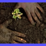 Ecosistemas en peligro: Consecuencias de su alteración