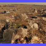 Impacto ambiental: Consecuencias de la contaminación del suelo