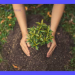 Reforestación: Beneficios y razones para restaurar bosques