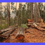 Tala de árboles: graves consecuencias para el planeta.